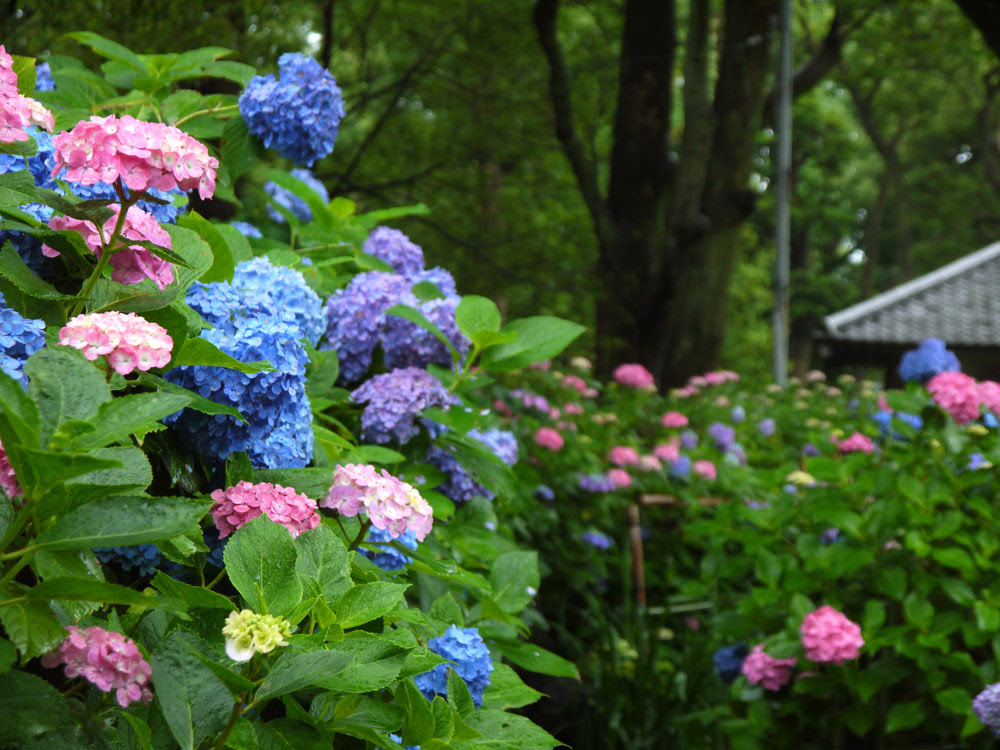 Hd限定白い アジサイ 種類 最高の花の画像