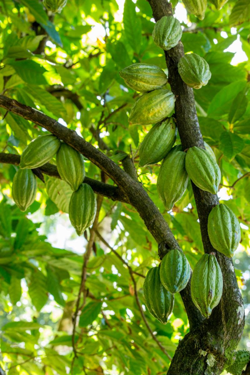 Los invitados de Anse Chastanet tendrán la oportunidad de plantar árboles de cacao en el Día de la Tierra.