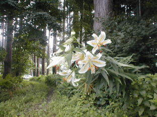 美しい花の画像 75 カサブランカ 花 育て 方