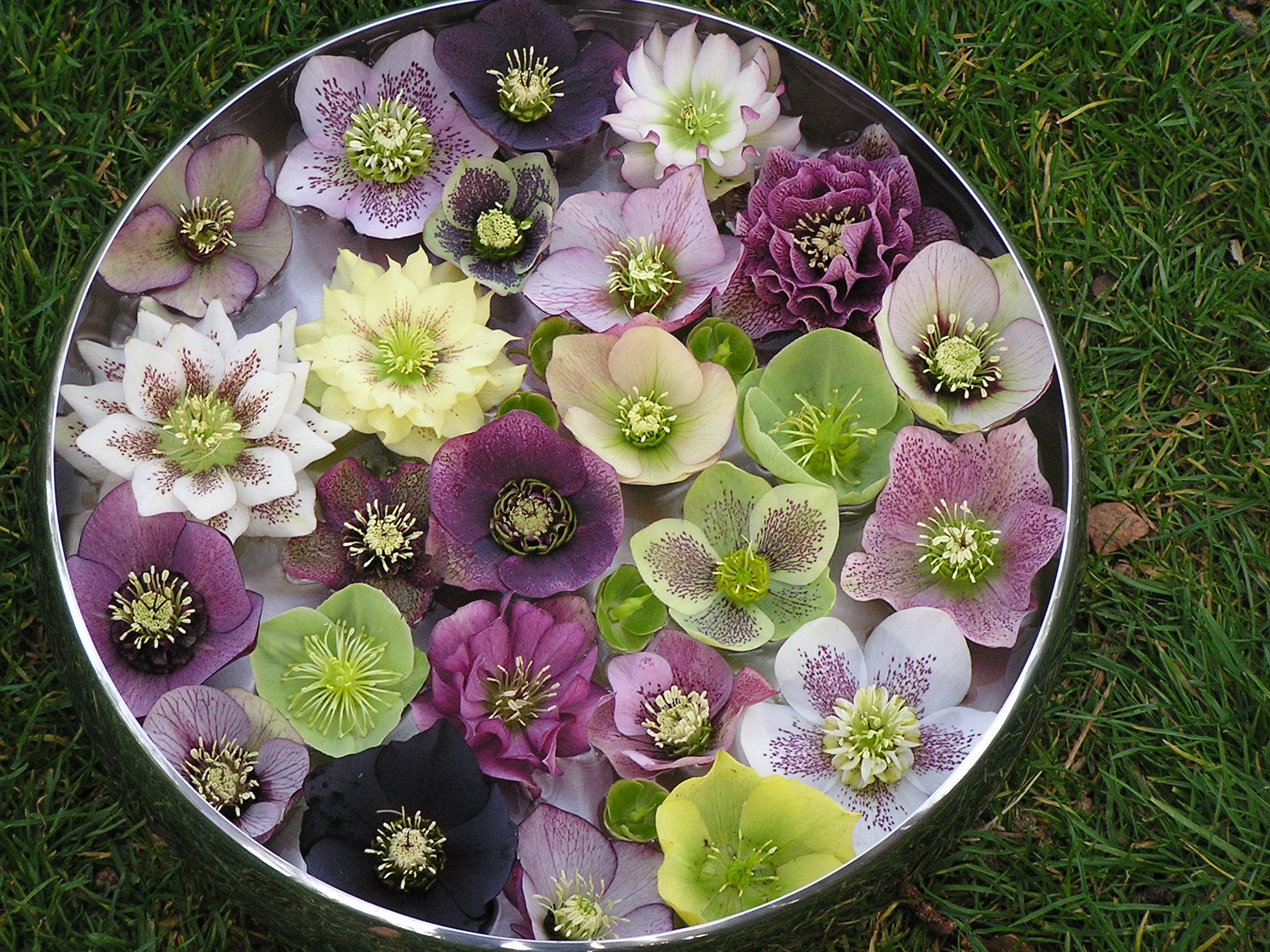 Check spelling or type a new query. Plant Hellebores For Winter And Spring Color The Real Dirt Blog Anr Blogs