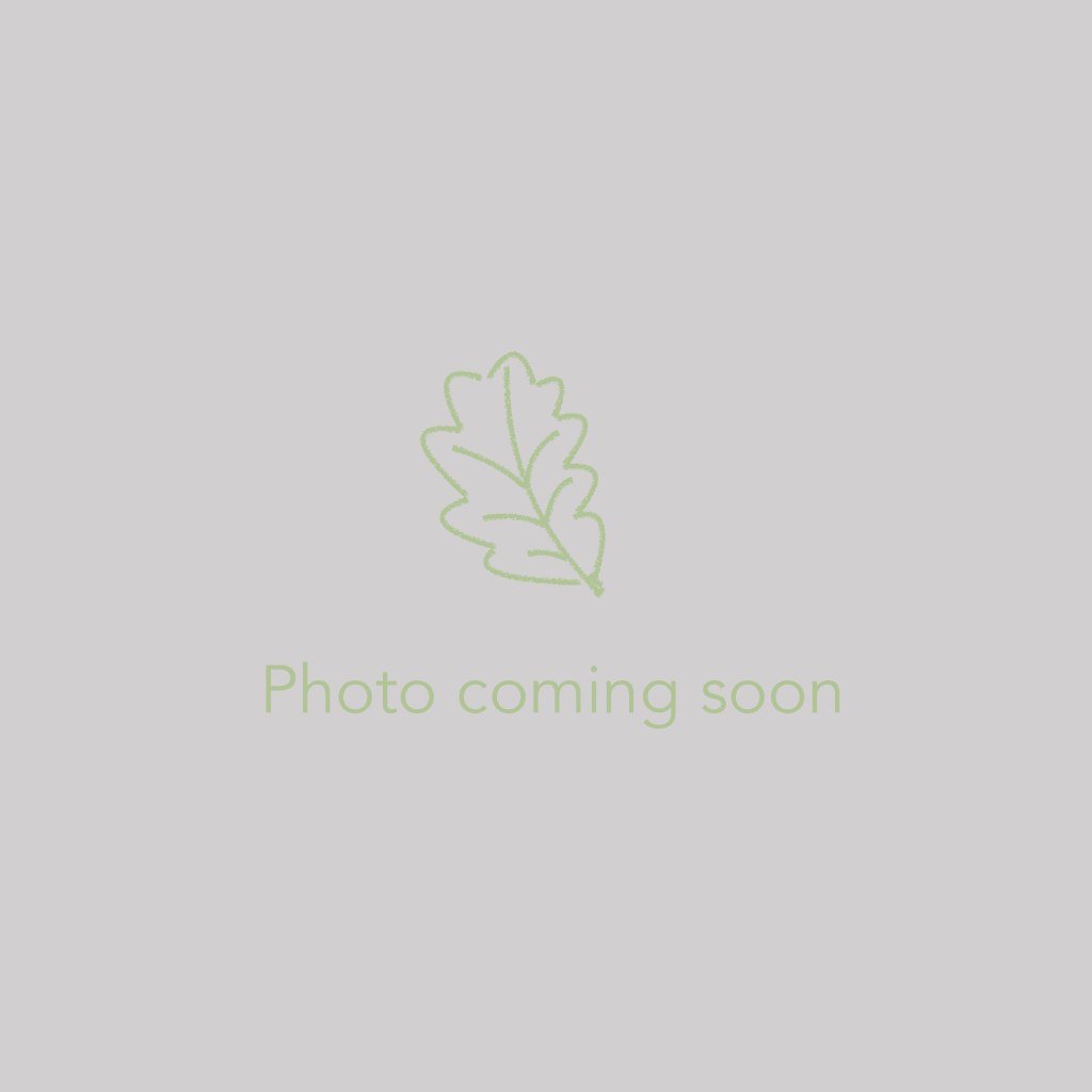 We did not find results for: Ginkgo Fastigiata Blagon Goldspire Goldspire Ginkgo Dancing Oaks Nursery And Gardens