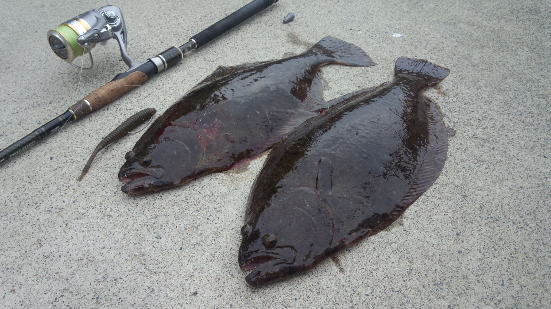 無料ダウンロードダウンショット ヒラメ すべての魚の画像