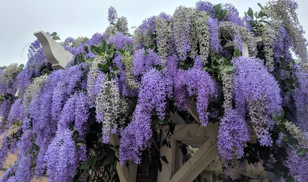 Maybe you would like to learn more about one of these? What S That Purple Flower Vine Miss Smarty Plants