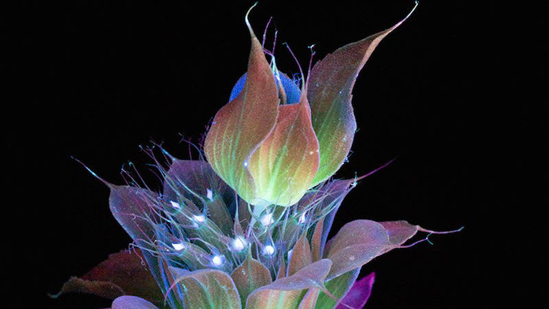 これまでで最高の世界 一 珍しい 花 美しい花の画像