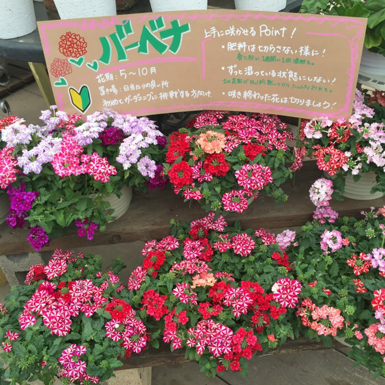 綺麗な春 から 秋 まで 咲く 花 すべての美しい花の画像