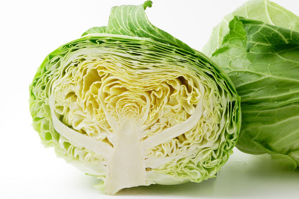 トップ100キャベツ フリー素材 花の画像
