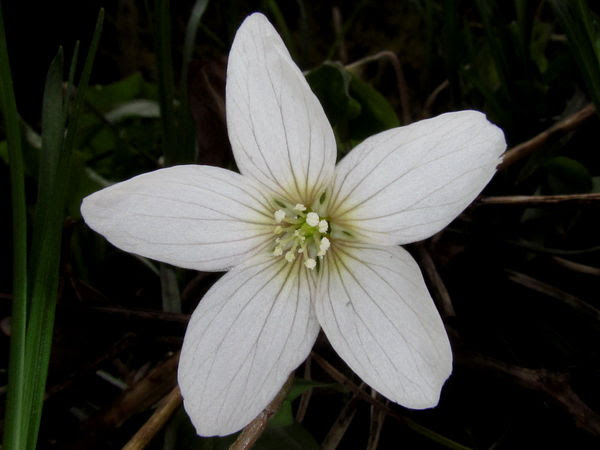 最も好ましい 花 白 花弁 5枚 花 白 花弁 5枚 Akupitublogwall