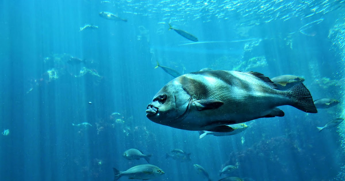 デスクトップ 壁紙 魚