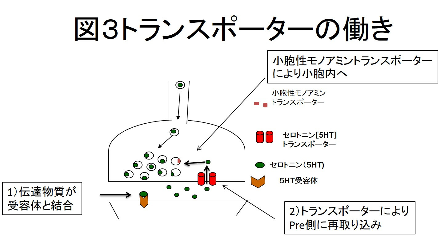 トランス ポーター の 意味