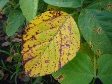 枝豆 葉 焼 病 Cankgi