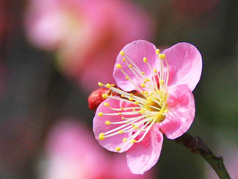 これまでで最高の梅の花 壁紙 最高の花の画像