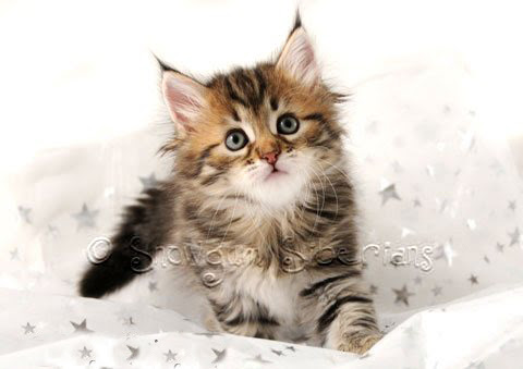 Carolina: Hypoallergenic Siberian Kittens For Sale