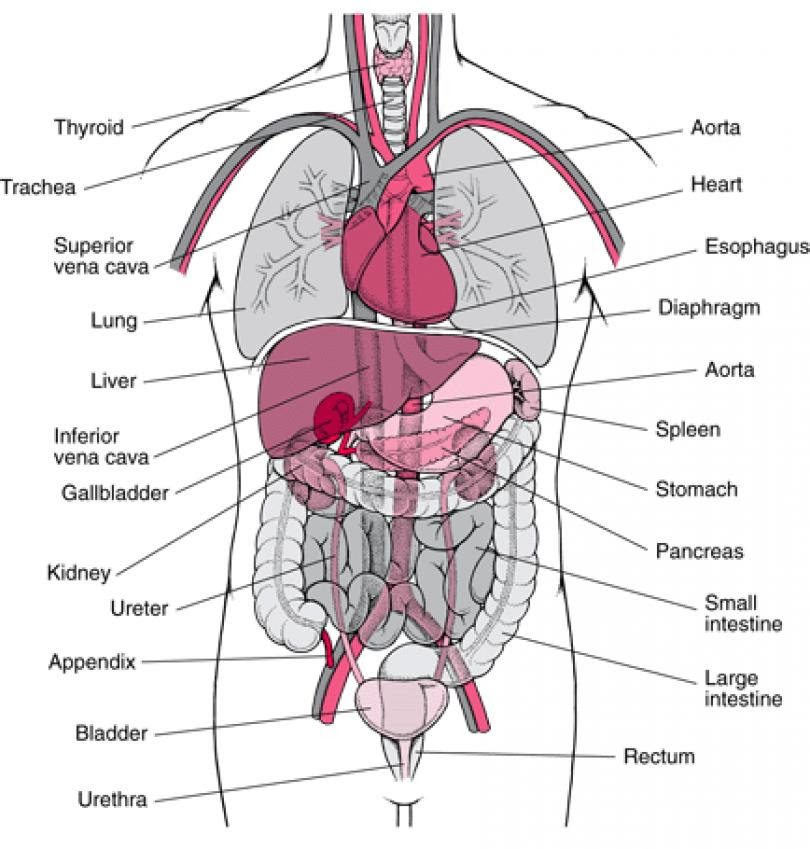 Two lower chambers called ventricles, right and left. Human Body Organs Clip Art Library