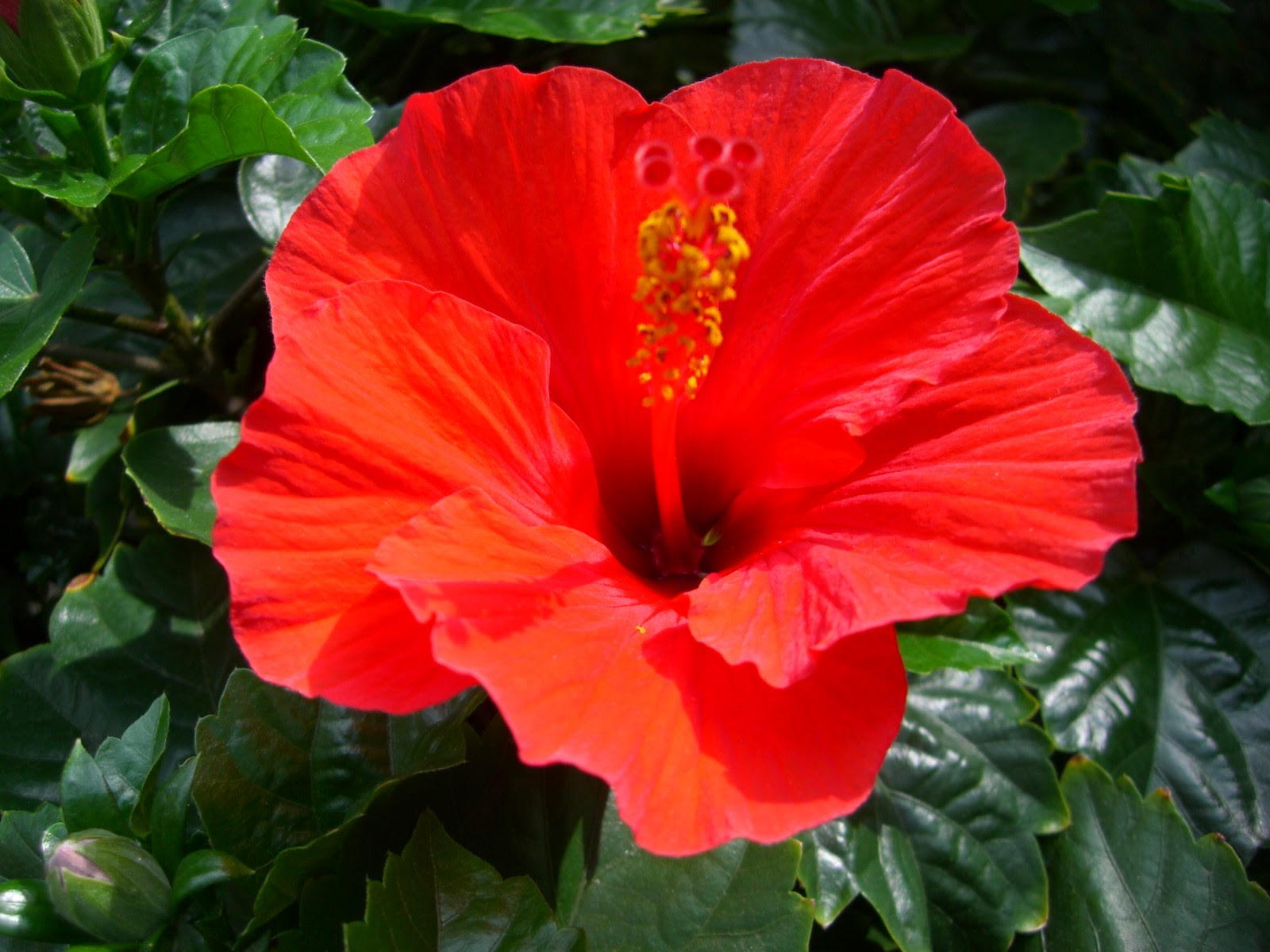 すべての美しい花の画像 ぜいたくハイビスカス 花 言葉