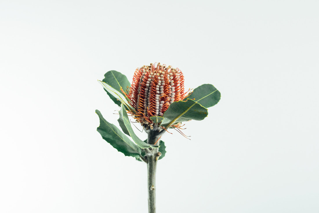 新鮮なバンクシア 花 言葉 最高の花の画像