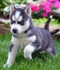The siberian husky is a beautiful dog breed with a thick coat that comes in a multitude of colors and markings. Blue Eyes Siberian Husky Puppies Available Duluth Mn Asnclassifieds