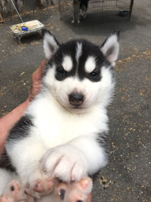 心に強く訴える オッドアイ 犬 ブリーダー サマロンデ