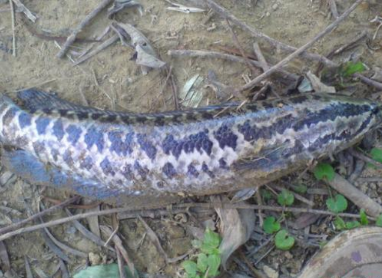 Check spelling or type a new query. é­šè™ŽåŸºç¤Žé‡£æ³• æ¼åº«é‡£é­šè³‡è¨Šç¶² Ucoolfishingwebsite