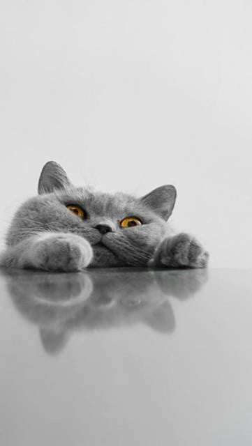 かわいい 猫 可愛い 壁紙 Iphone Pictngamukjpmg2j