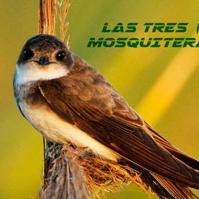 Tres especies de aves migratorias que ahora regresan están en peligro