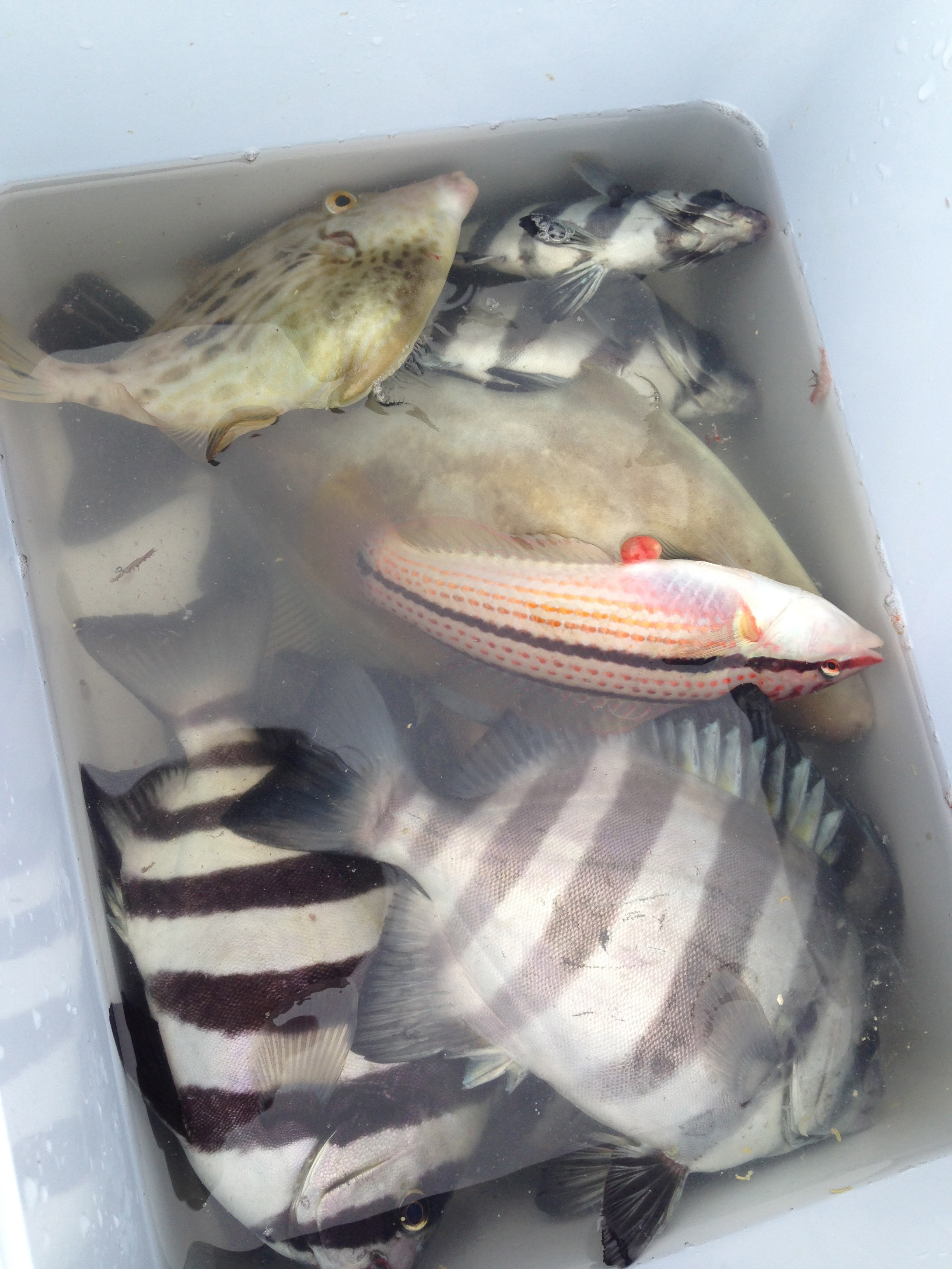 トップ100イカ の 塩辛 釣り 魚のすべて