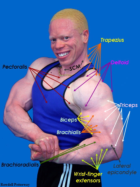 Arm muscle diagram muscles of the rotator cuff human anatomy and physiology lab bsb 141. Anatomy