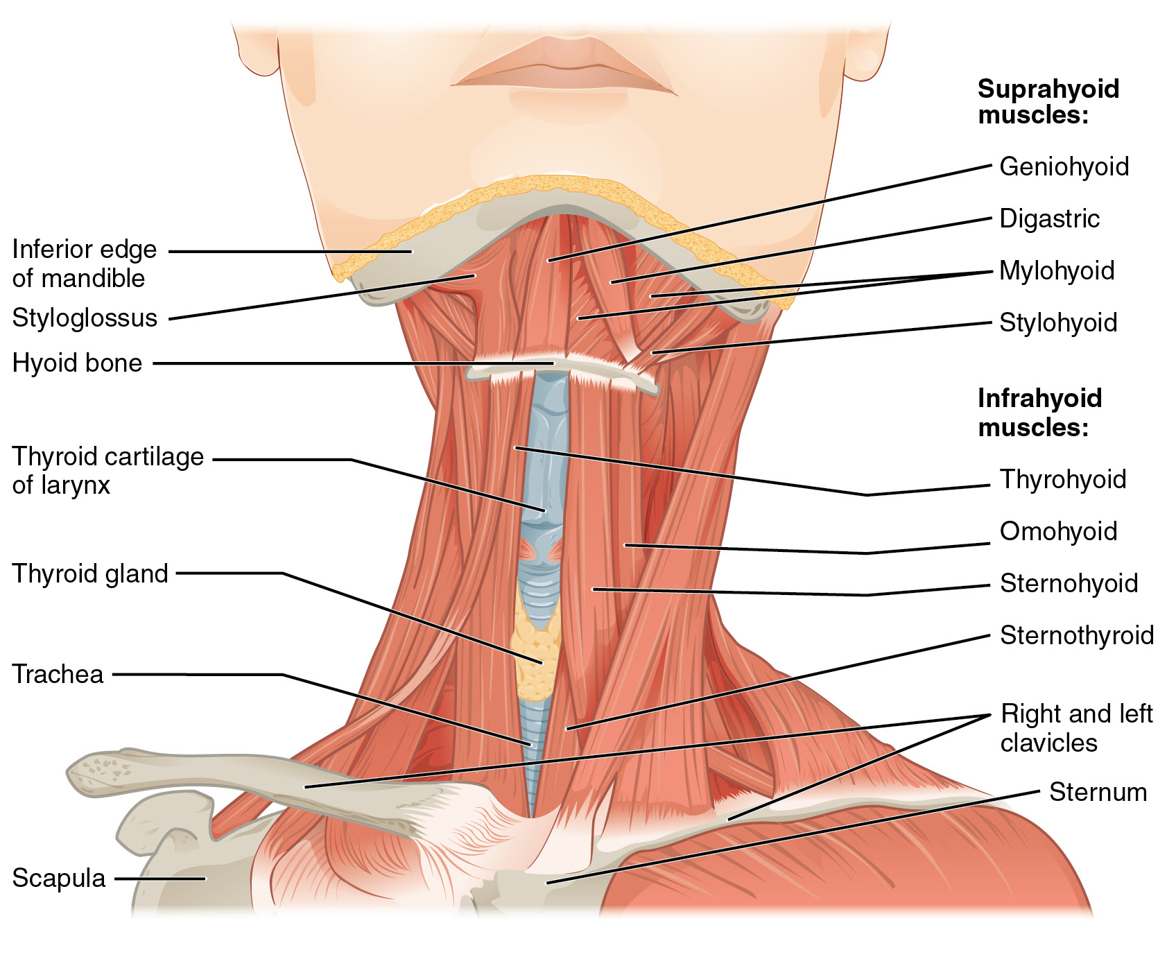 Want to learn more about it? Axial Muscles Of The Head Neck And Back Anatomy Physiology