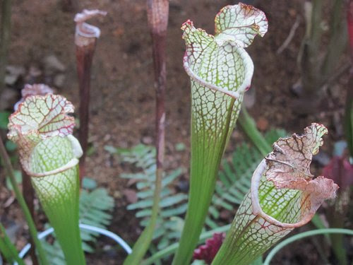 すべての美しい花の画像 これまでで最高のサラセニア 花言葉