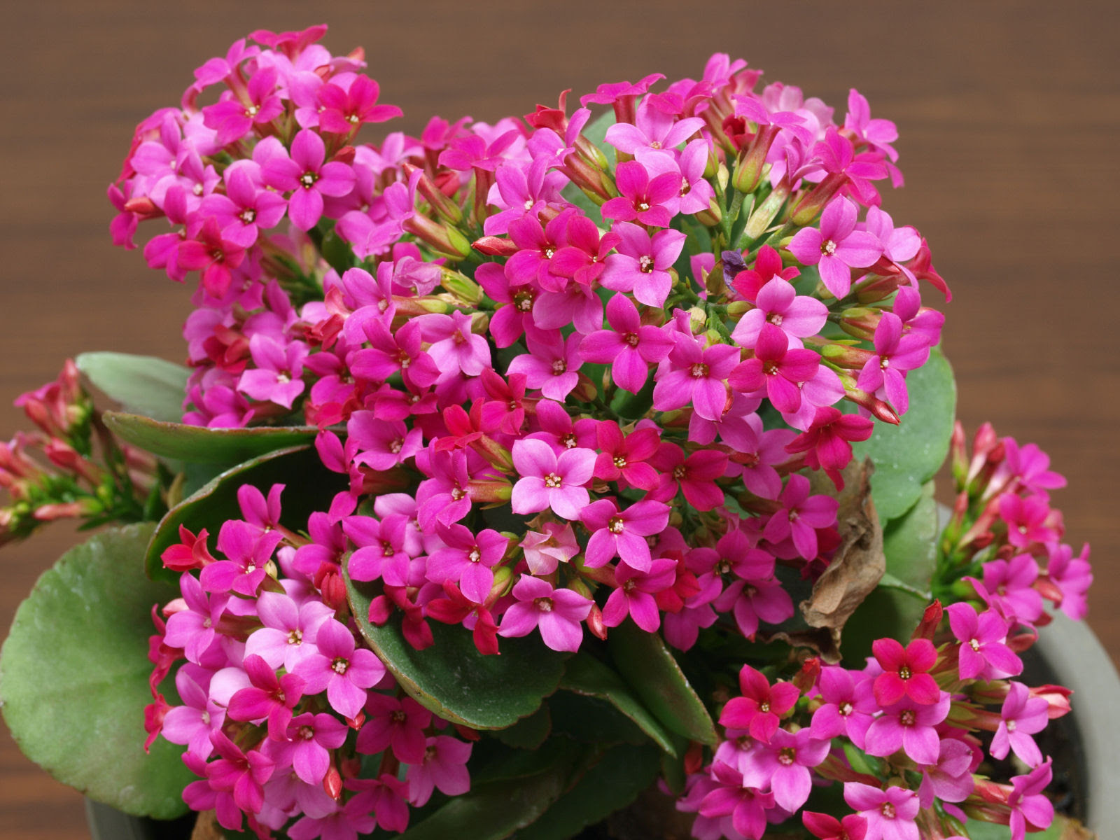 美しい花の画像 50 ミリオンスター 花