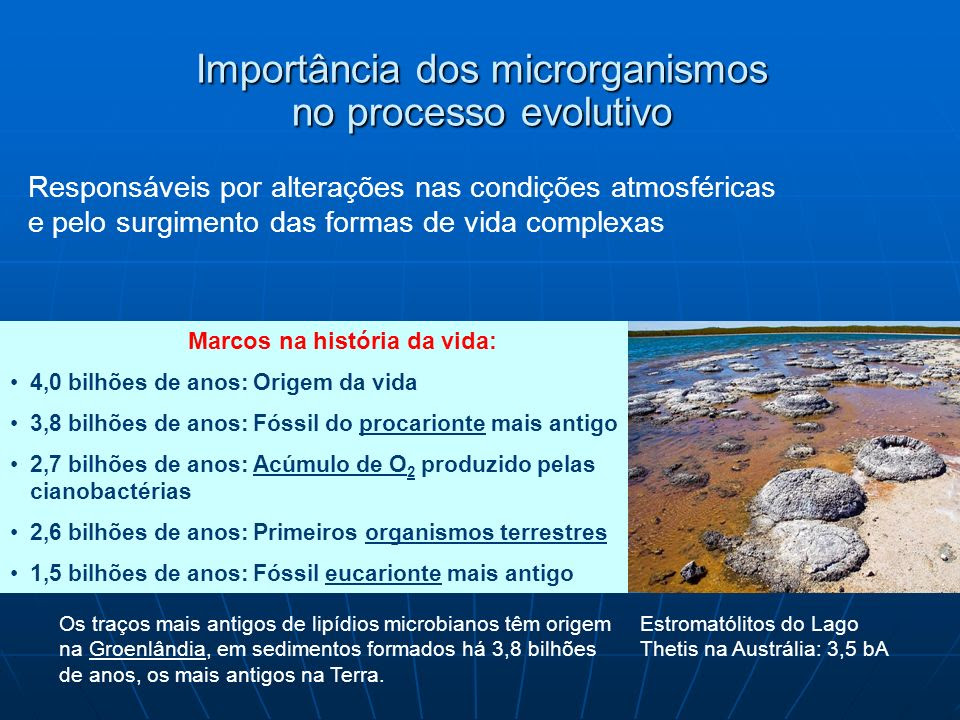 Resultado de imagem para 3,6 bilhões de anos  microorganismos australia