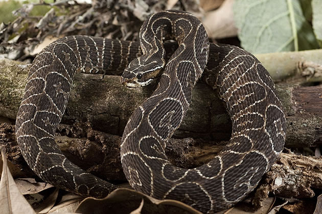 Resultado de imagem para Bothrops neuwiedi urutu