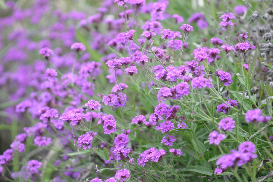 美しい花の画像 最高の紫色 の 小さい 花