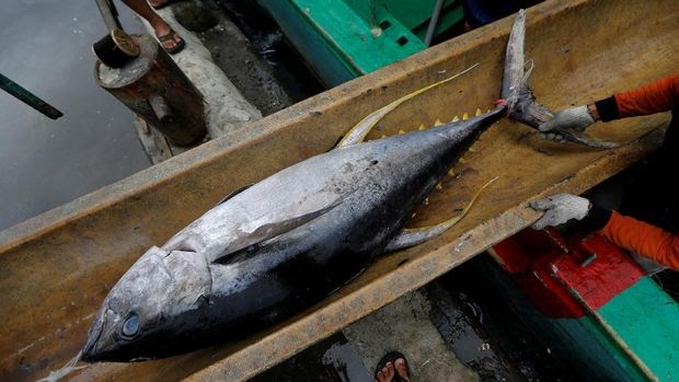 Jenis Ikan Laut Yang Rendah Kolesterol