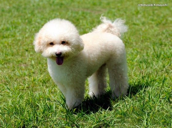 トップ100 白い ふわふわ 犬 小型 最高の花の画像