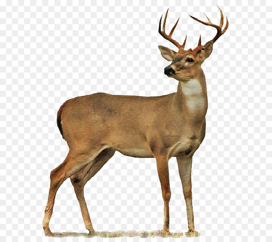 Free Deer Transparent Background Download Free Clip Art Free Clip Art On Clipart Library Are you searching for real deer png images or vector? clipart library