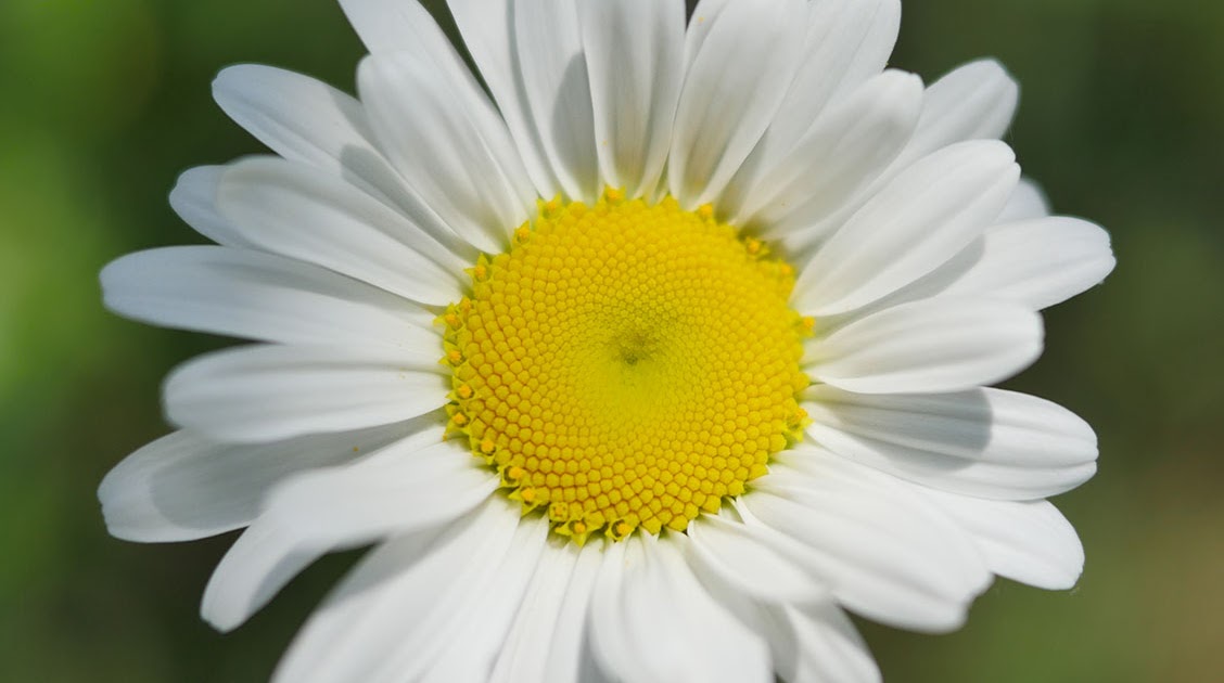 カモミール 葉が似た雑草 そっくり apo