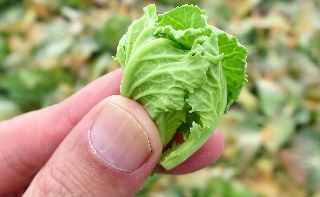 日曜アートたまり場 写真 キャベツを収穫した後に出てくる脇芽 その場で食べてみたら 最初苦味があるんだけど 噛んでくうちに甘みが出てくる 加熱しても美味しいそうです うふふ便 いわき旅