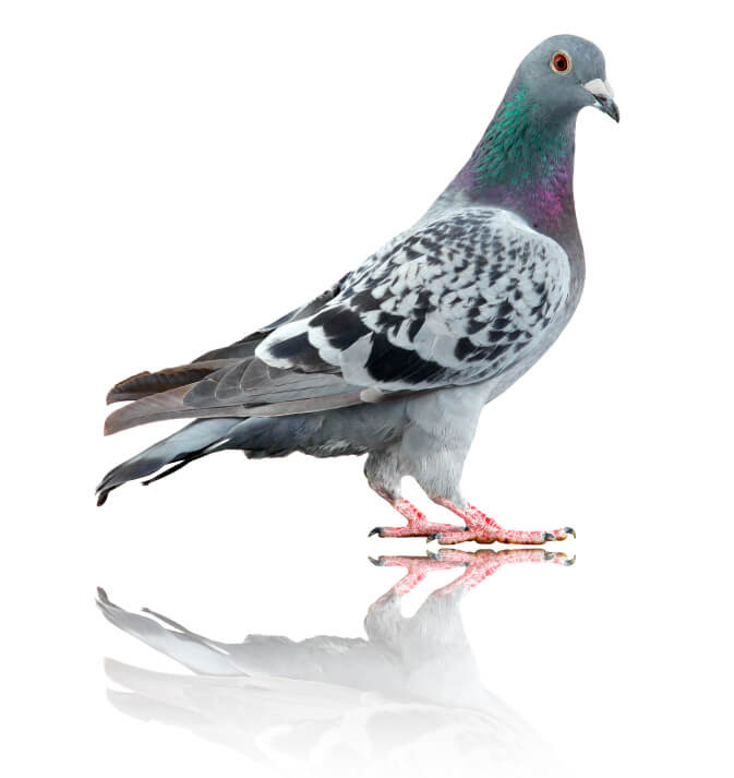 Termites are among the most notorious home pests that plague homes not only in the united states but in the entire world. Pigeon Control Cook S Pest Control