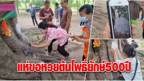 บ้านเมือง - แห่ขอหวยต้นโพธิ์ยักษ์ 500 ปี หลังถูก 2 งวดติด-นำพวงมาลัยแก้บน