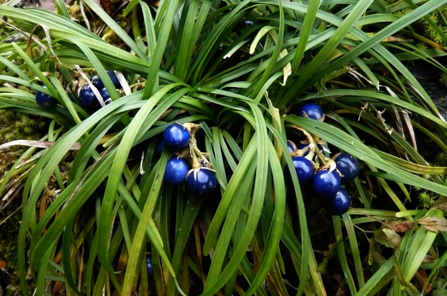 無料印刷可能龍の髭 植物 最高の花の画像