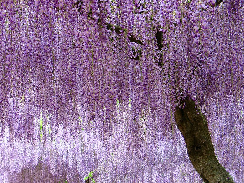 ロイヤリティフリー 壁紙 藤の花 Jpbestwallpaper