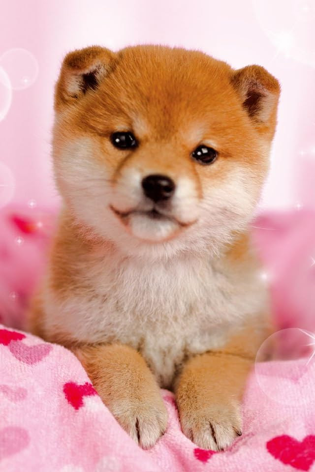 最も共有された 柴犬 待ち受け 2157 柴犬 可愛い 待ち受け
