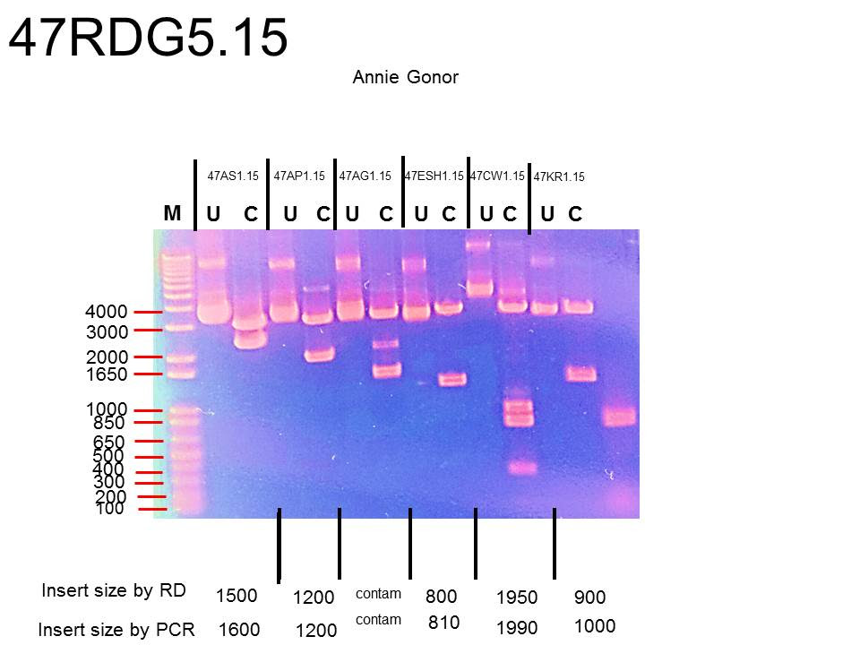 Bestseller: Pogil Activities For Ap Biology Genetic ...