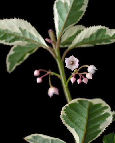 すべての美しい花の画像 75 ヤブコウジ 花