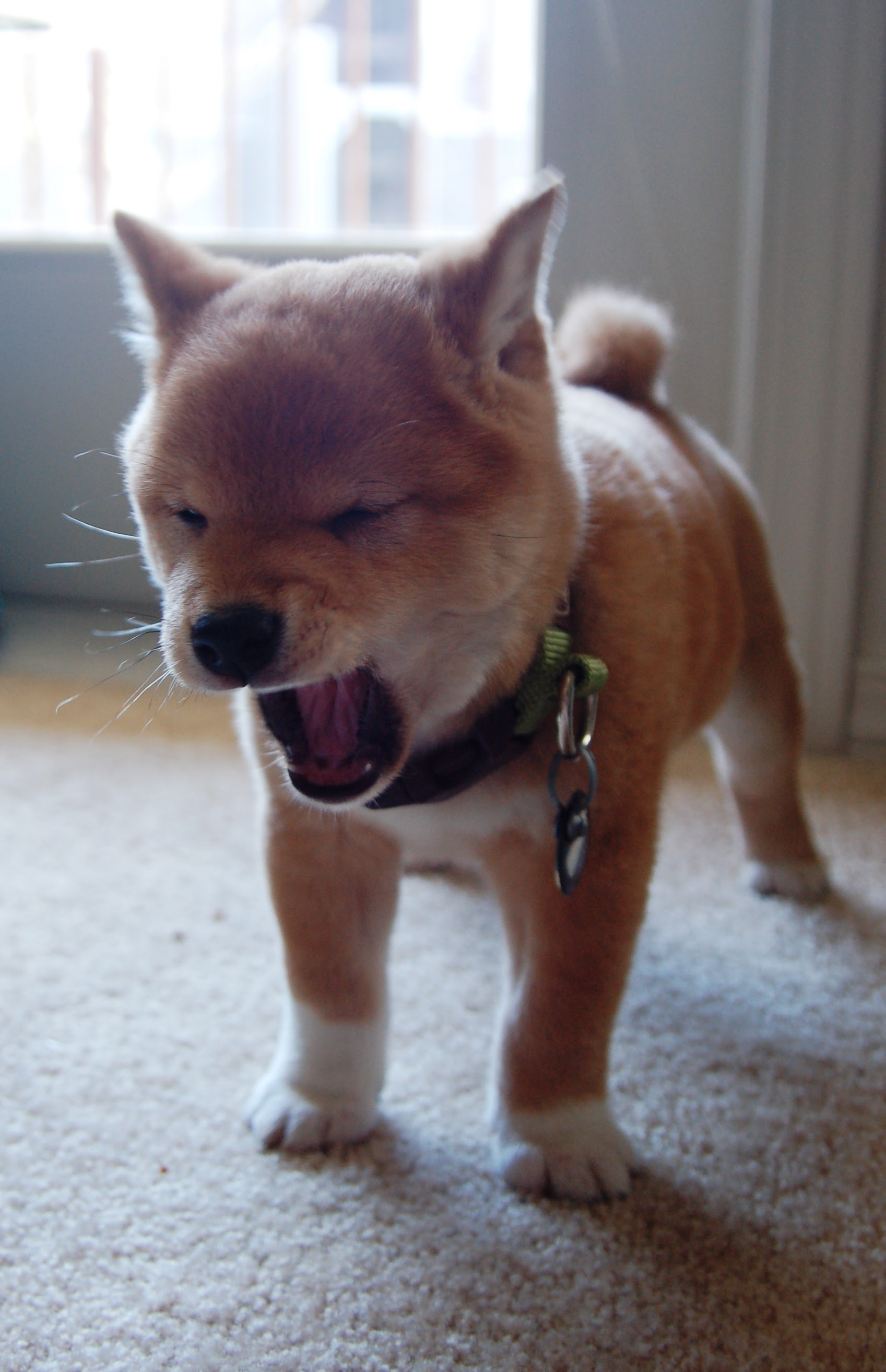 0以上 スマホ 柴犬 子犬 壁紙 ちょうどディズニーの写真