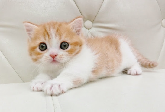 ベスト 世界一可愛い猫画像