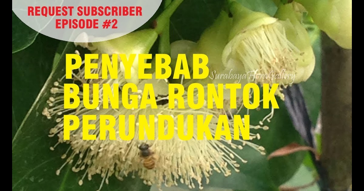 Cara Mengatasi Jambu Kristal Busuk - Rumah Bunga Neisha ...