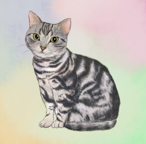 無料印刷可能アメリカン ショート ヘア イラスト ただのディズニー画像