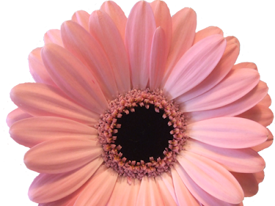 すべての美しい花の画像 花 素材 透過 イラスト