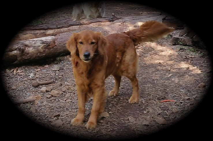 Find info on etour.com for united states. Akc Golden Retriever Pet Adoption Northern California Norcal Gr Pups